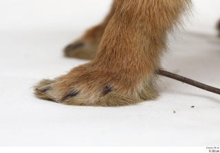 Hare  1 foot 0013.jpg